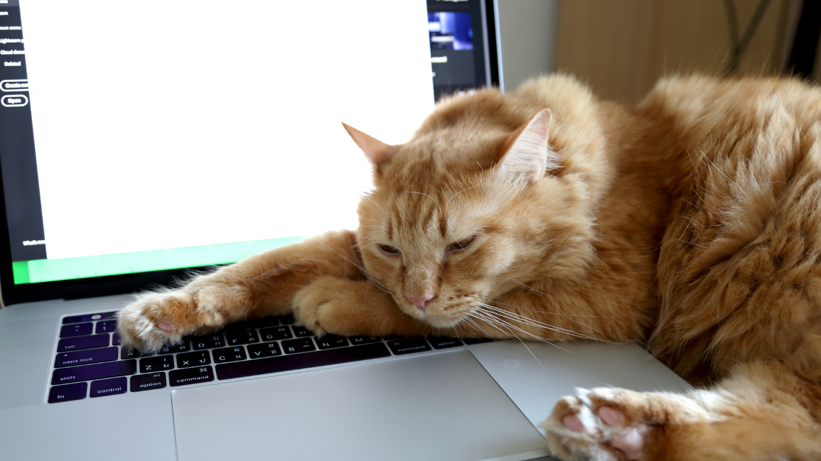 cat sleeping on laptop computer